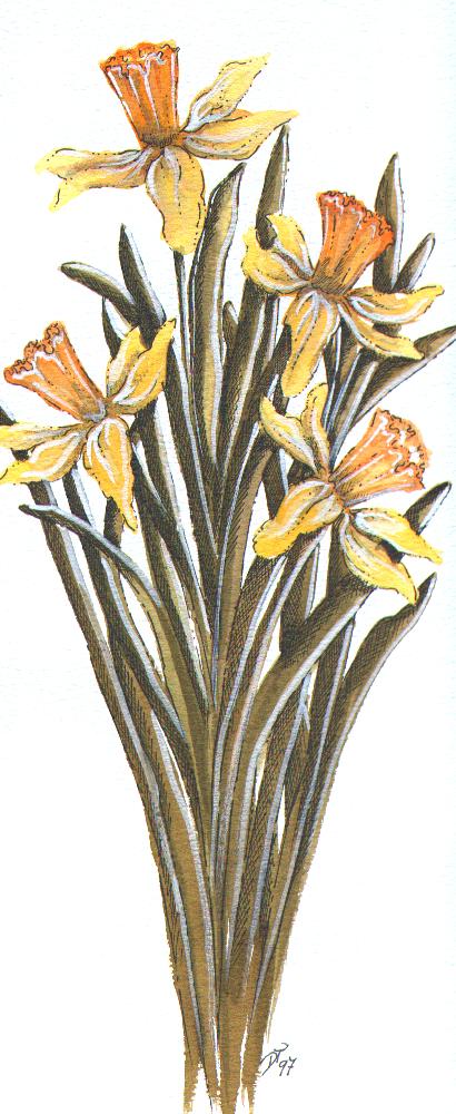 Daffodil Study (81Kb)