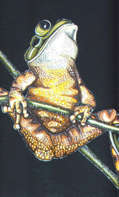 Barred Leaf-folding Frog