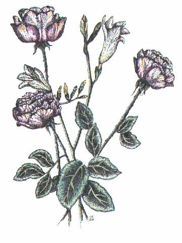 Roses and Freesias (33Kb)